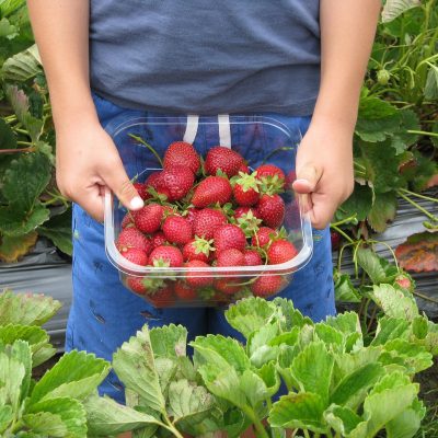 strawberries 660432_1920 400x400