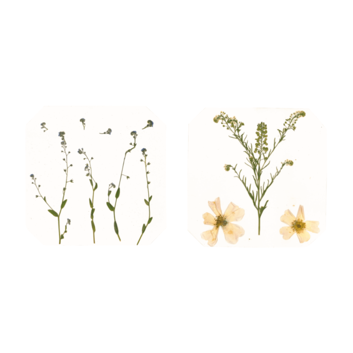 Pressa per foglie e fiori